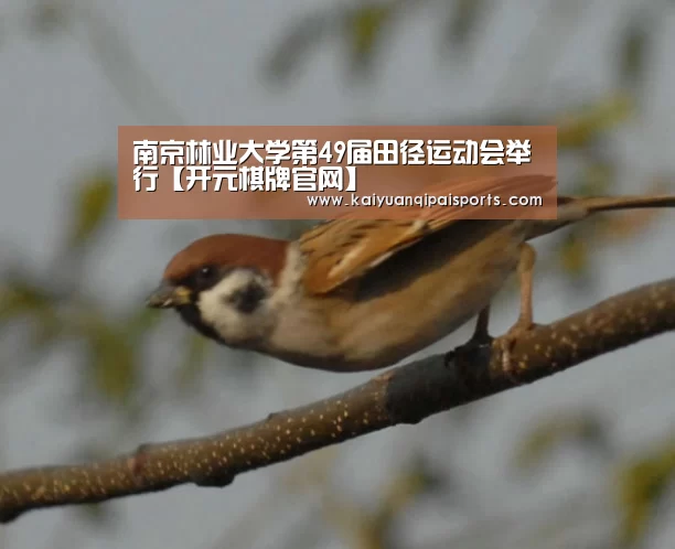 开元棋牌直播