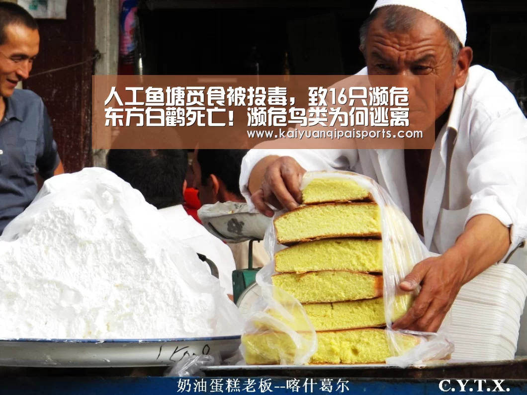 人工鱼塘觅食被投毒,致16只濒危东方白鹳死亡!濒危鸟类为何逃离湿地|开元棋牌(图2) 开元旗牌官网下载